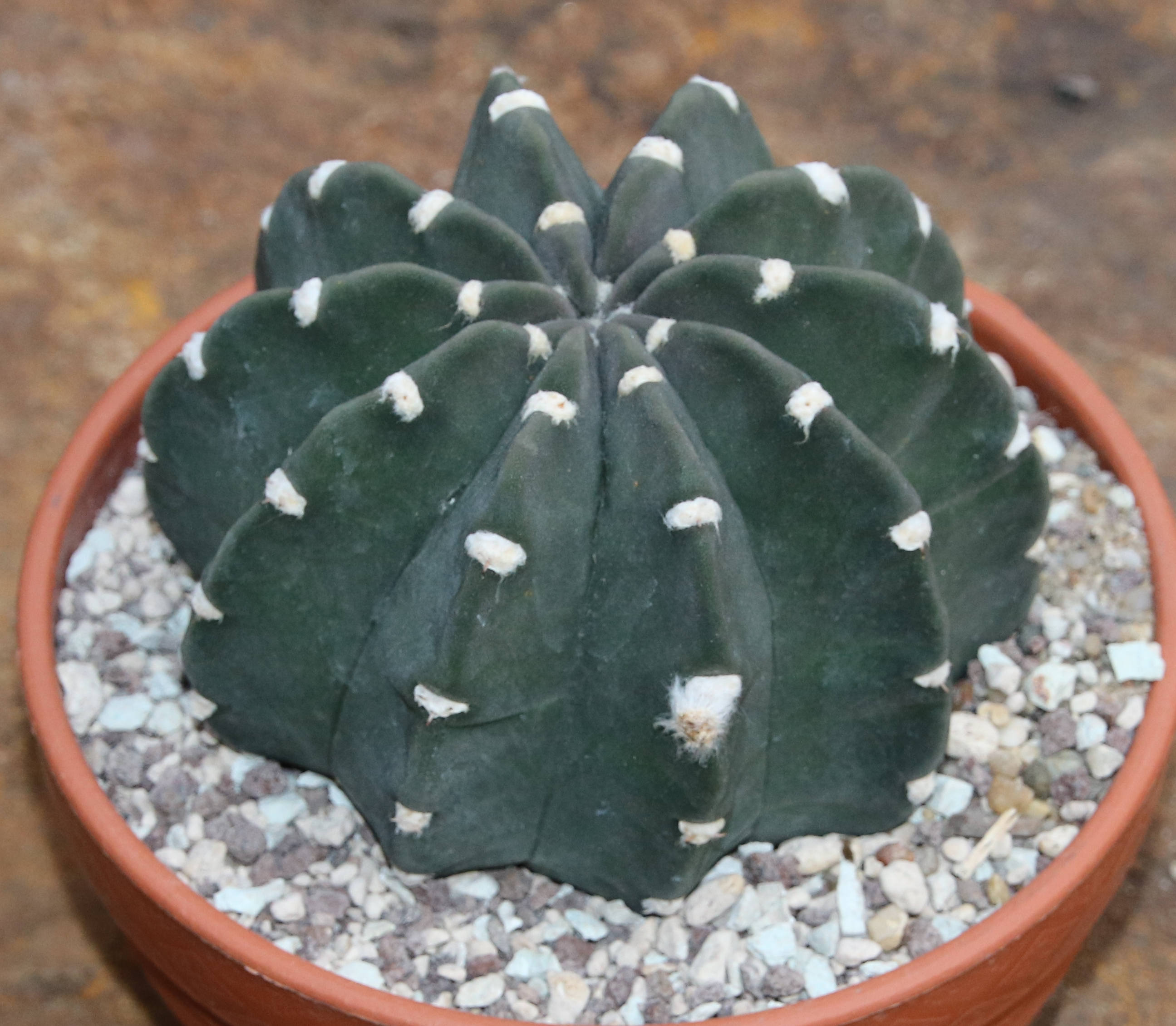 Echinopsis subdenudata cv. Fuzzy Navel