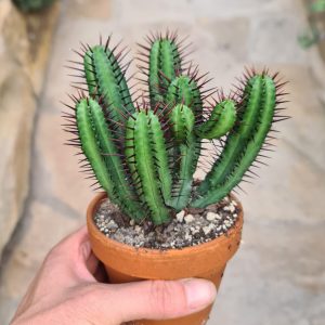 Euphorbia pentagona