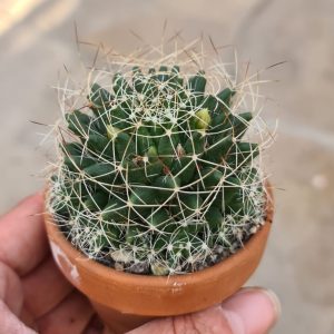 Dolichothele camptotricha