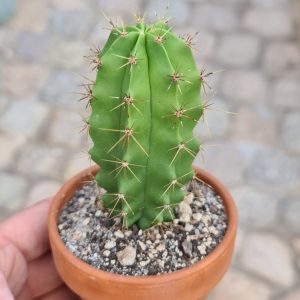 Heliabravoa chende