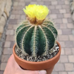 Notocactus magnificus 'hump cactus'
