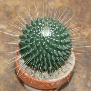 Mammillaria spinosissima un pico