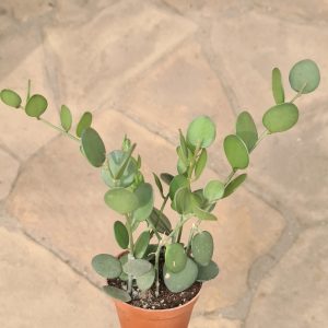 Xerosicyos danguyi