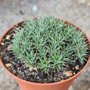 Abromeitiella brevifolia