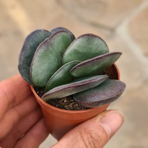 Adromischus maculatus burgund