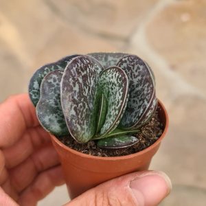 Adromischus maculatus