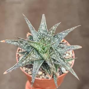 Aloe descoingsii