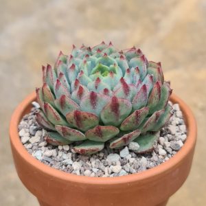 Echeveria derenosa "Temptation"