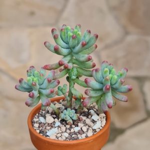 Sedum pachyphyllum