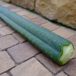 Trichocereus pachanoi - Steckling