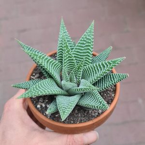 Haworthia limifolia v. striata Spider White