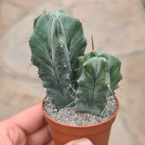 Lemaireocereus pruinosus