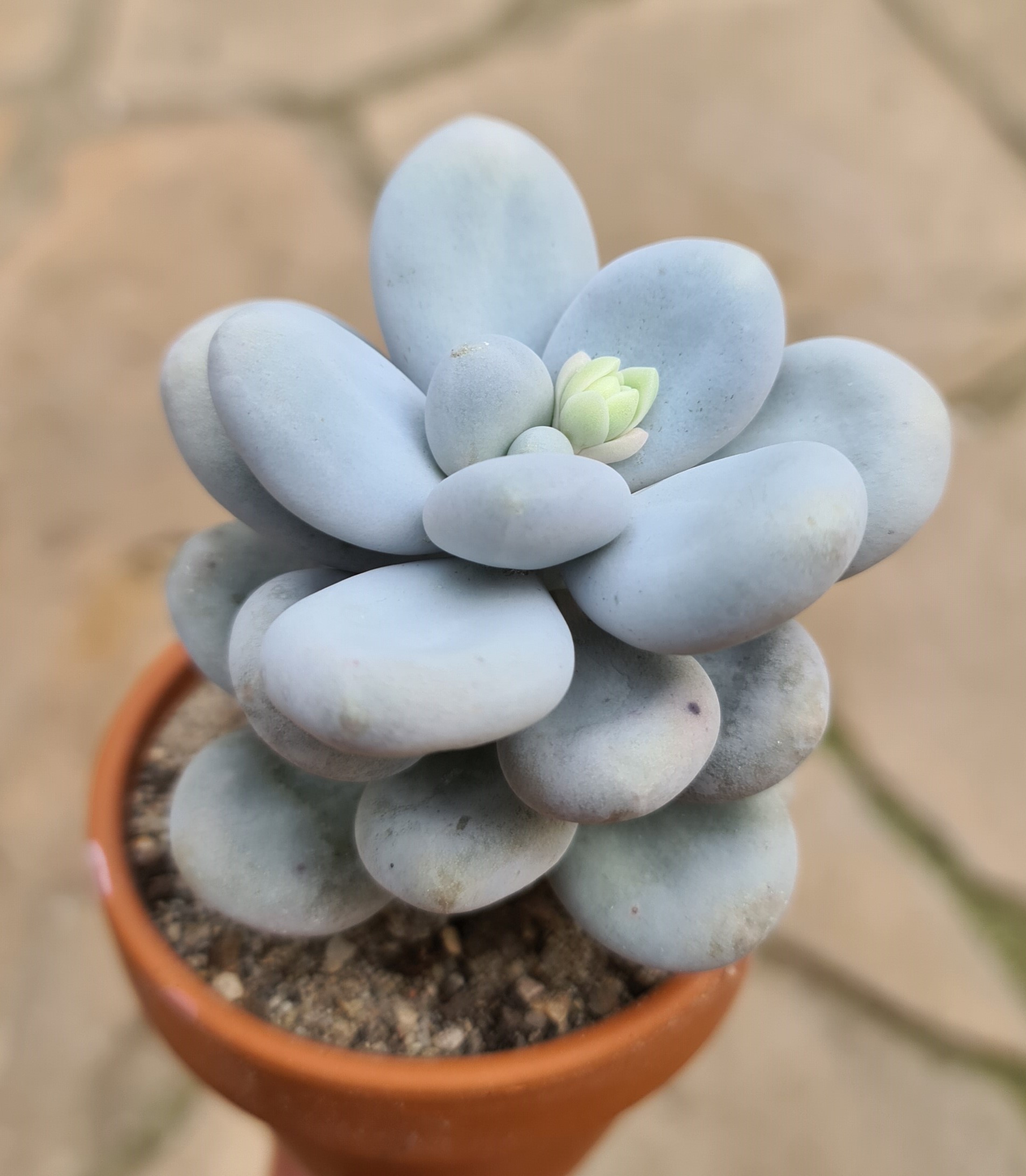 Pachyphytum oviferum