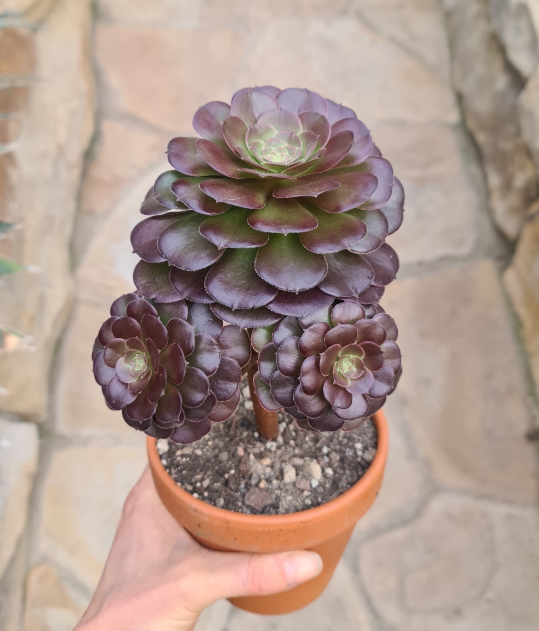 Aeonium arboreum cv. Blushing Beauty
