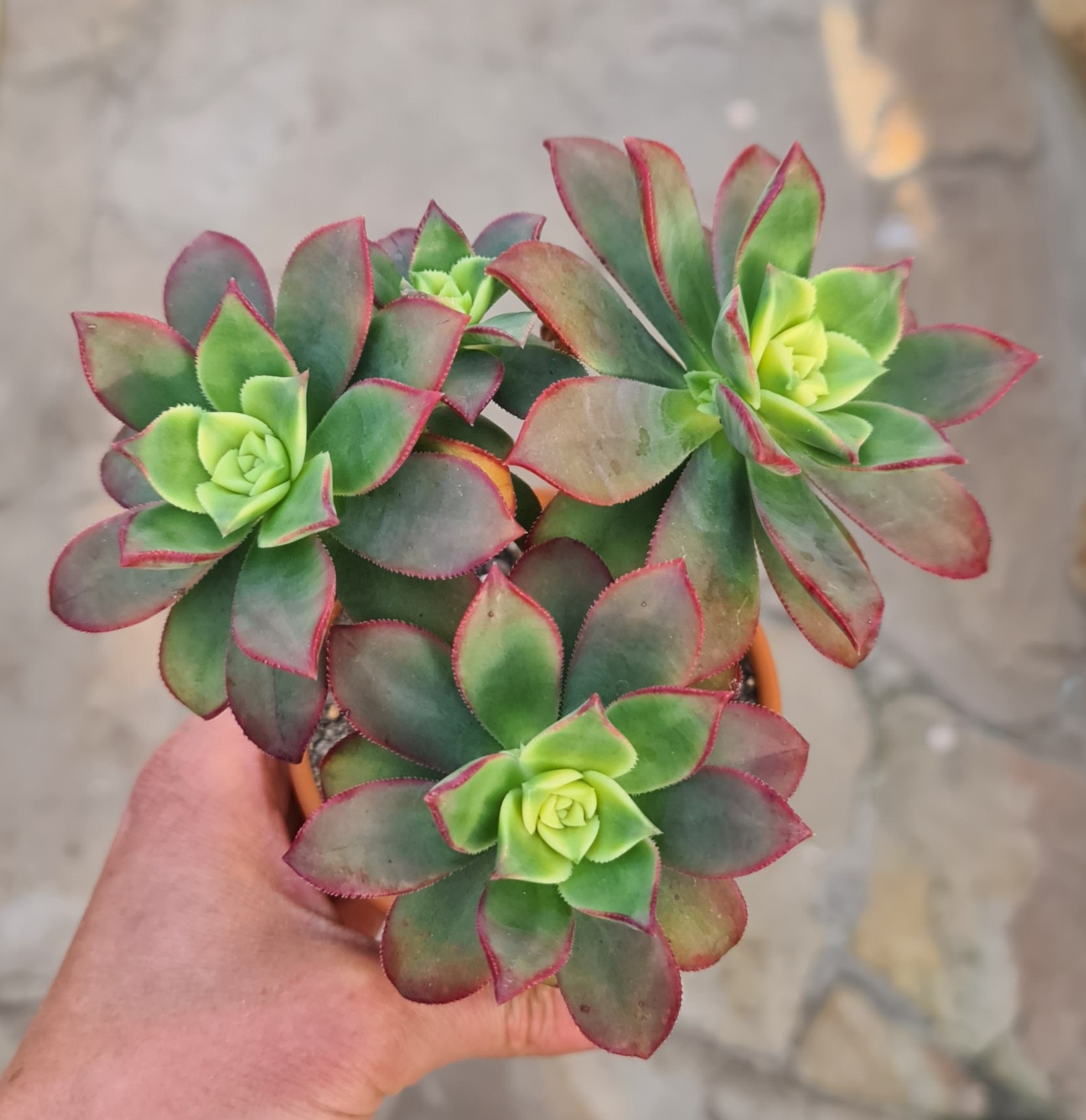 Aeonium haworthii variegata cv. Kiwi