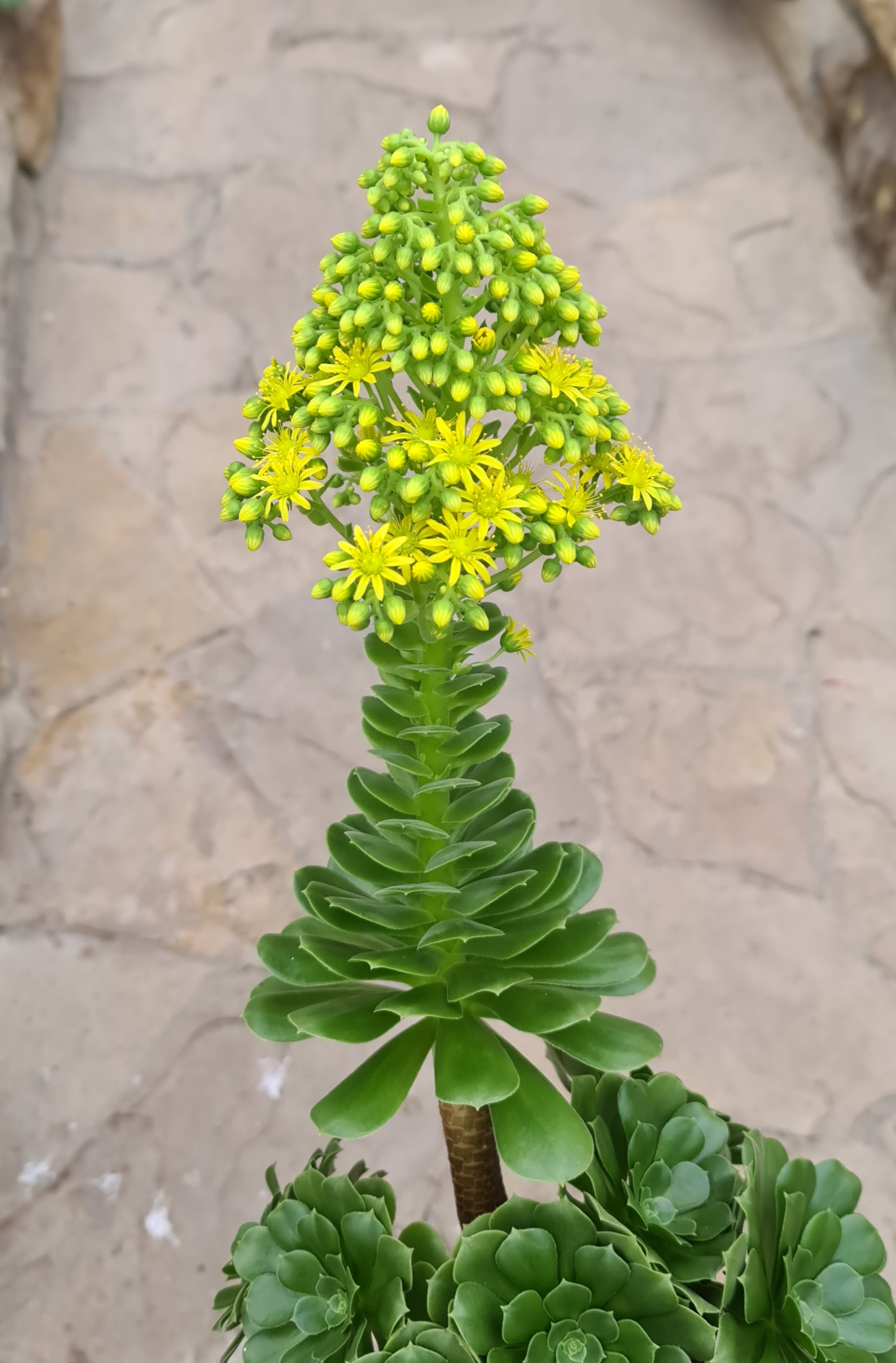 Aeonium arboreum