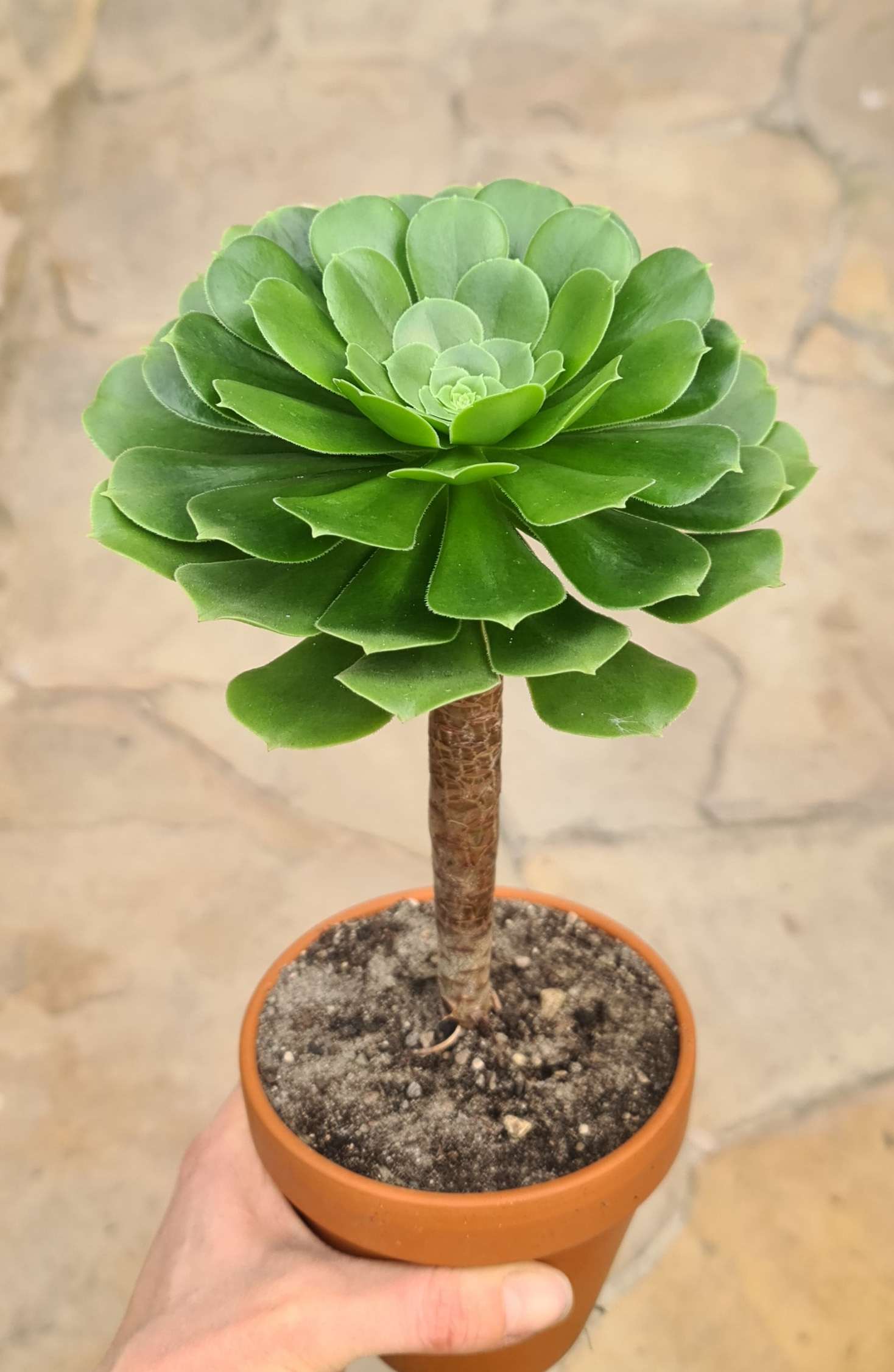 Aeonium arboreum