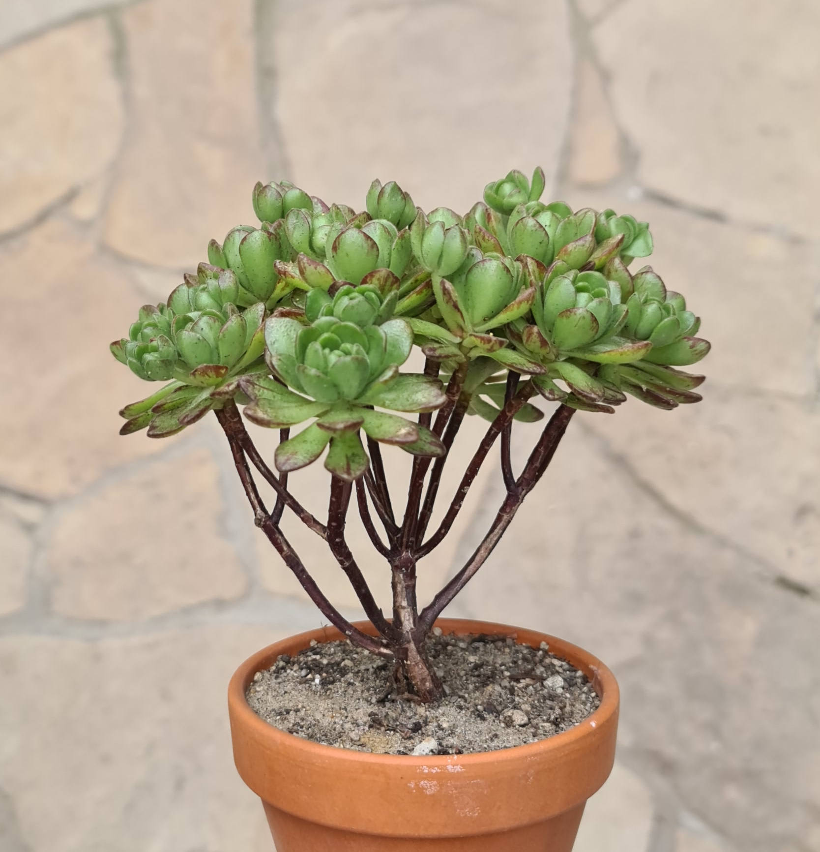 Aeonium sedifolium hybr. 1
