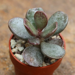 Adromischus cooperi v. festivus