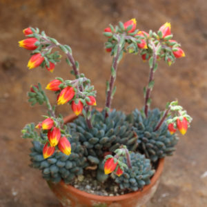 Echeveria setosa var. rondellii