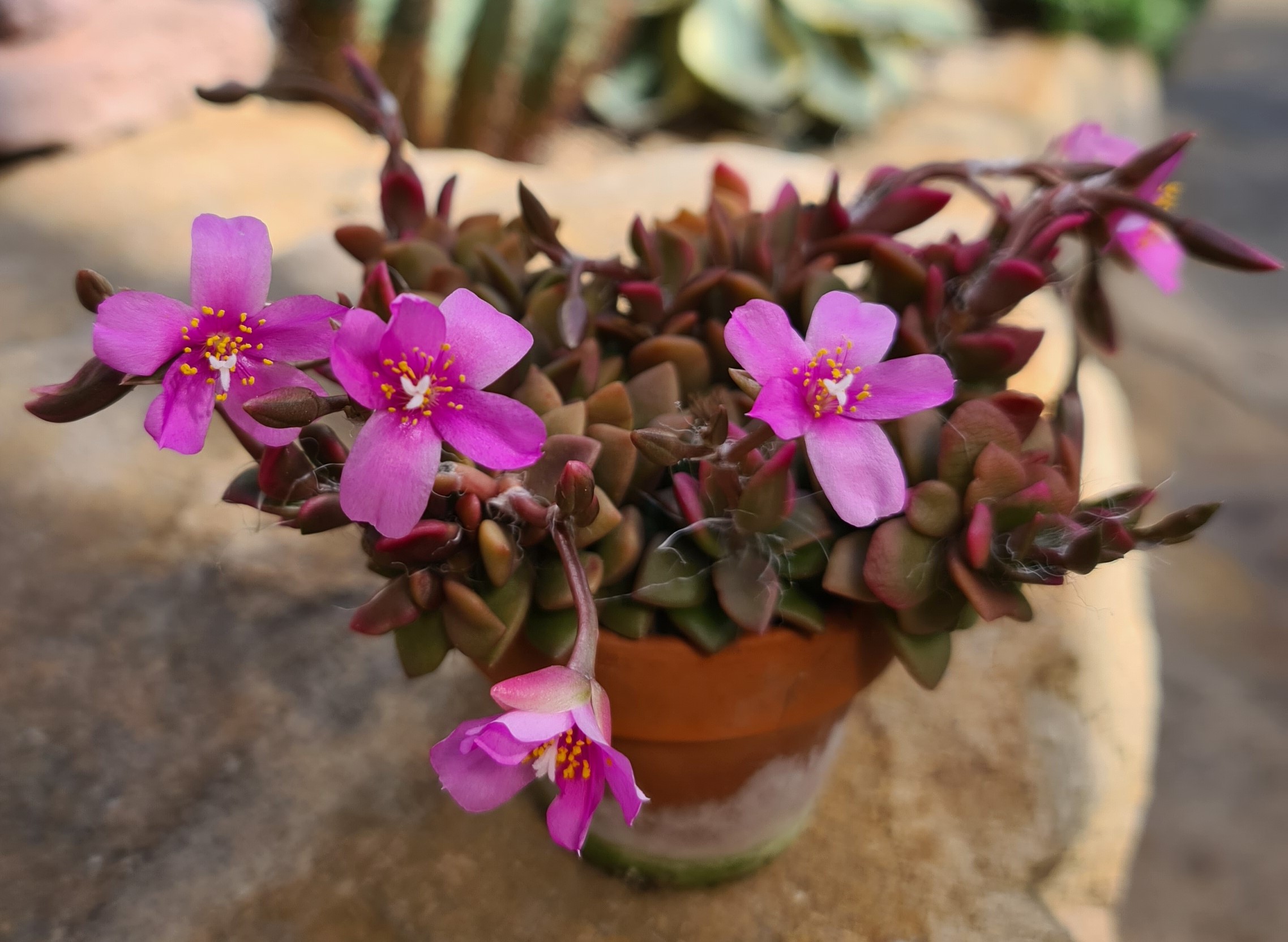Anacampseros rufescens (fuchsrotschimmerndes Liebesröschen)