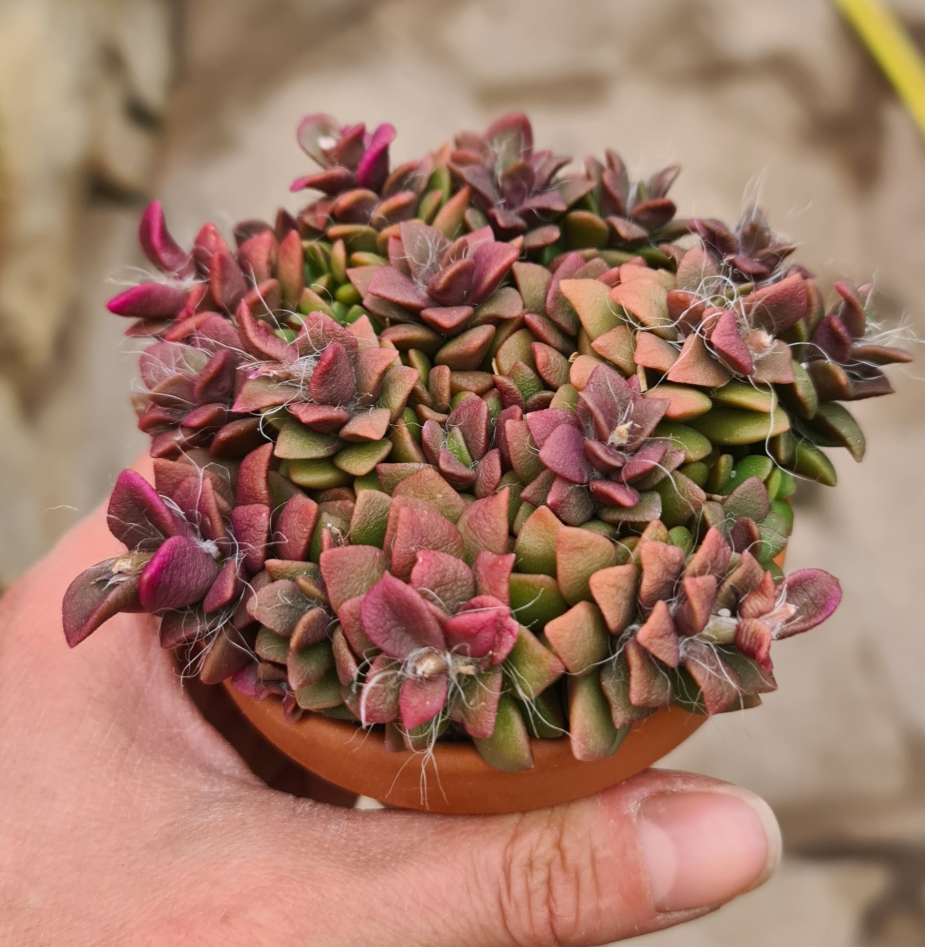 Anacampseros rufescens (fuchsrotschimmerndes Liebesröschen)