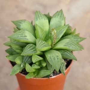 Haworthia SP aff. dekenahii