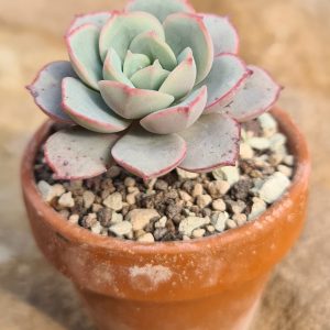 Echeveria subcorymbosa Lau 026