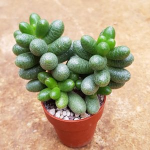 Sedum hernandezii