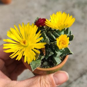 Faucaria pearston