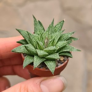 Haworthia cv. Sugar Candy