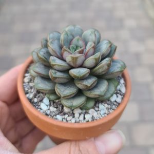 Graptoveria amethorum