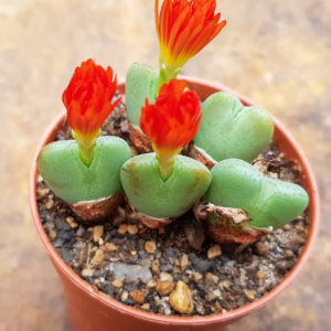 Conophytum cupreiflorum