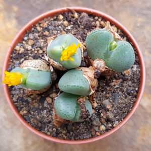 Conophytum elishae