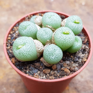 Conophytum jucundum