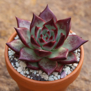 Echeveria agavoides cv. Elektra