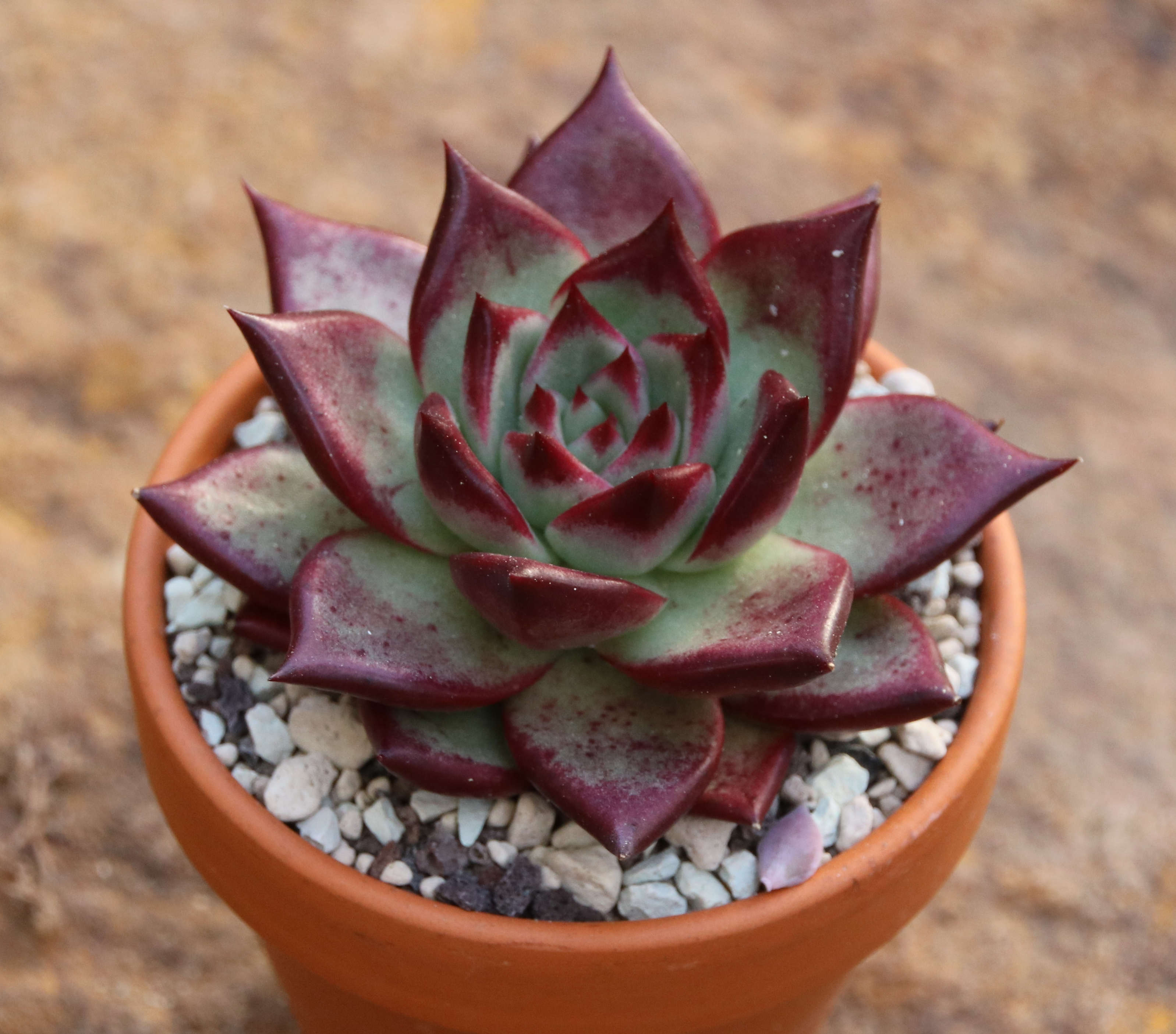 Echeveria agavoides cv. Elektra