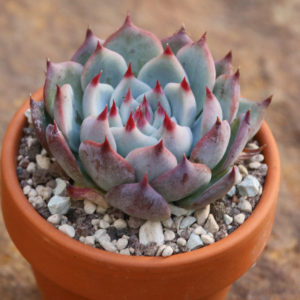 Echeveria chihuahuaensis