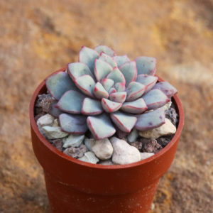 Echeveria subcorymbosa Lau 030