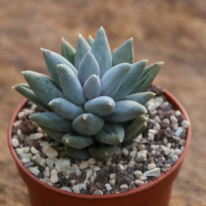 Pachyphytum coeruleum
