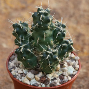 Maihueniopsis subterranea ssp. incahuasi