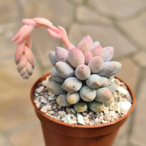 Pachyphytum machucae c.v. Baby-finger