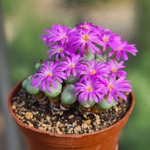 Conophytum minutum