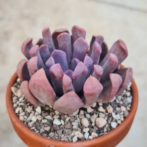 Echeveria cupid