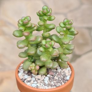 Sedum lucidum obesum