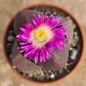 Pleiospilos nelii rubra