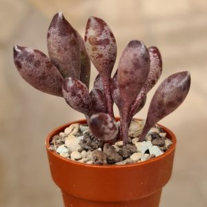 Adromischus cristatus c.v. Indian Clubs