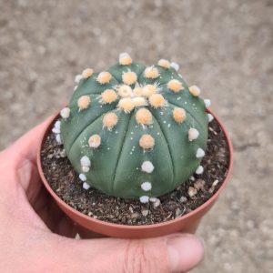Astrophytum asterias hybrid nudum