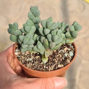 Delosperma lehmannii