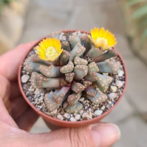 Titanopsis hugo schlechteri